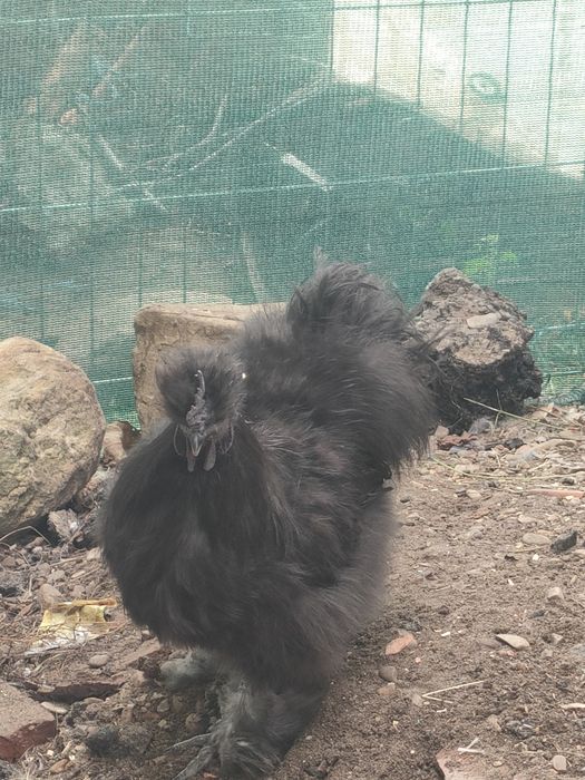 Cocoși mătase japoneză