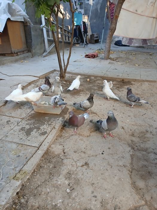 Продаю голуби  дешево