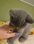 Fetița british shorthair