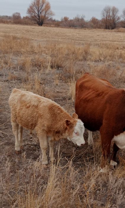 Баспақ сатылады 4 айлық,еркек