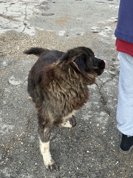 Куче търси нов дом