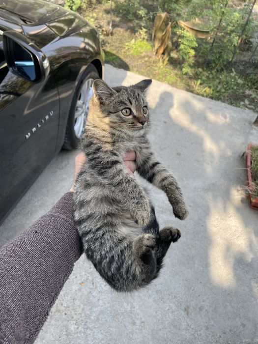 Бесплатно котенок