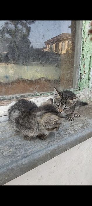 Котята отдам даром в добрые руки