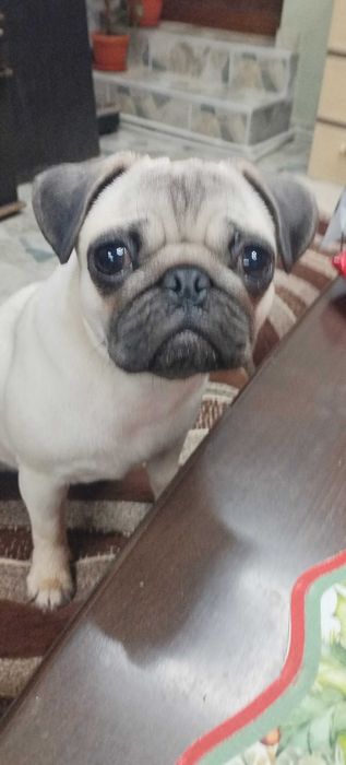 Продавам Кученце Мопс