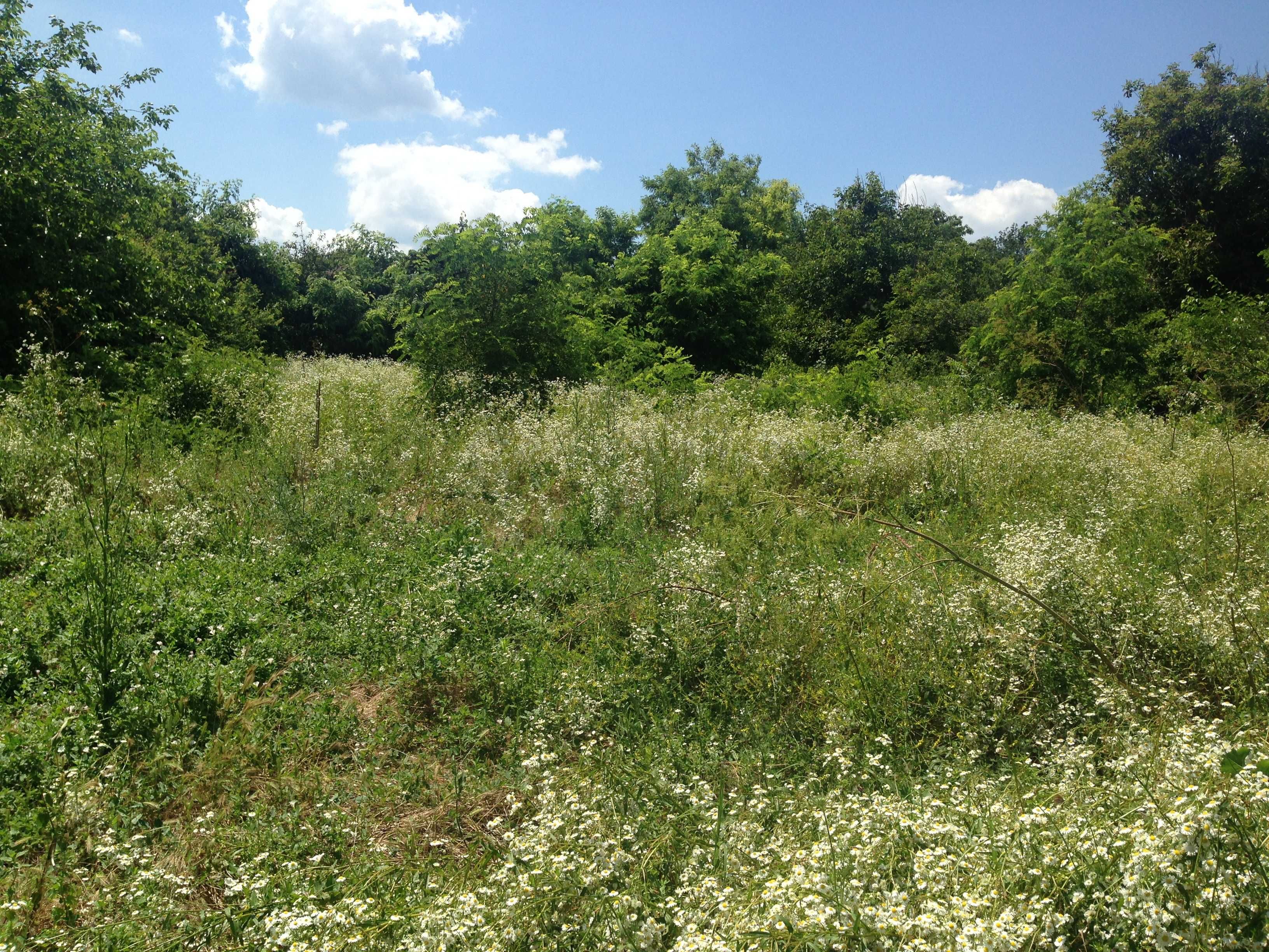 Къща с двор 1800 кв.м. в село Александрия област Добрич