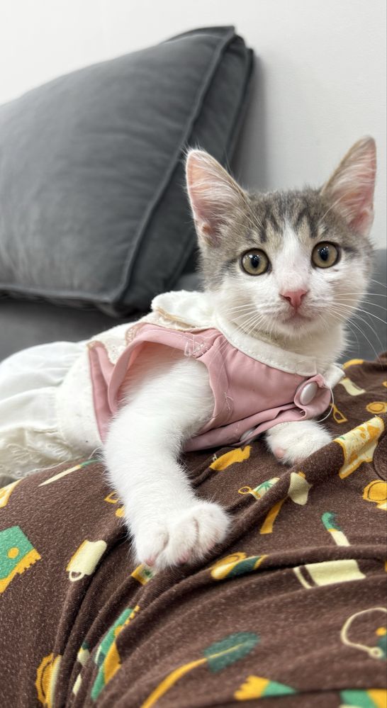 Котик отдам в добрые руки