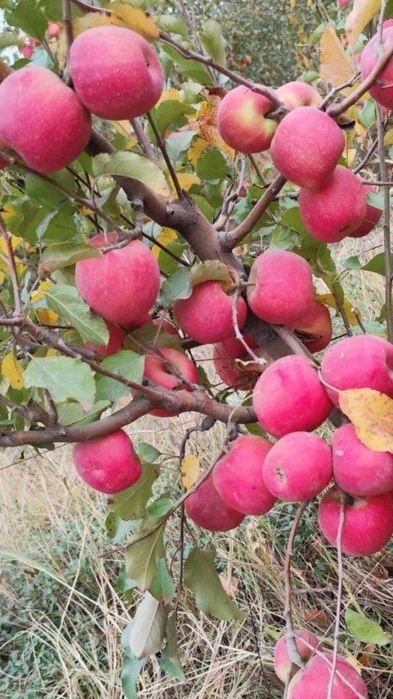 Sfatli Olma koʻchatlari