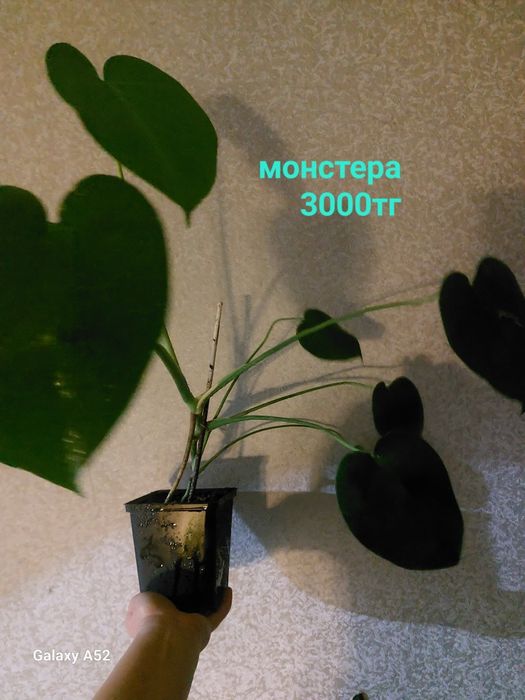 Продам комнатные цветы