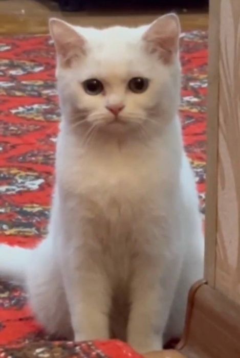 Шотланский страйт