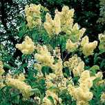 Liliac Syringa cu floare purpurie, roz si galben