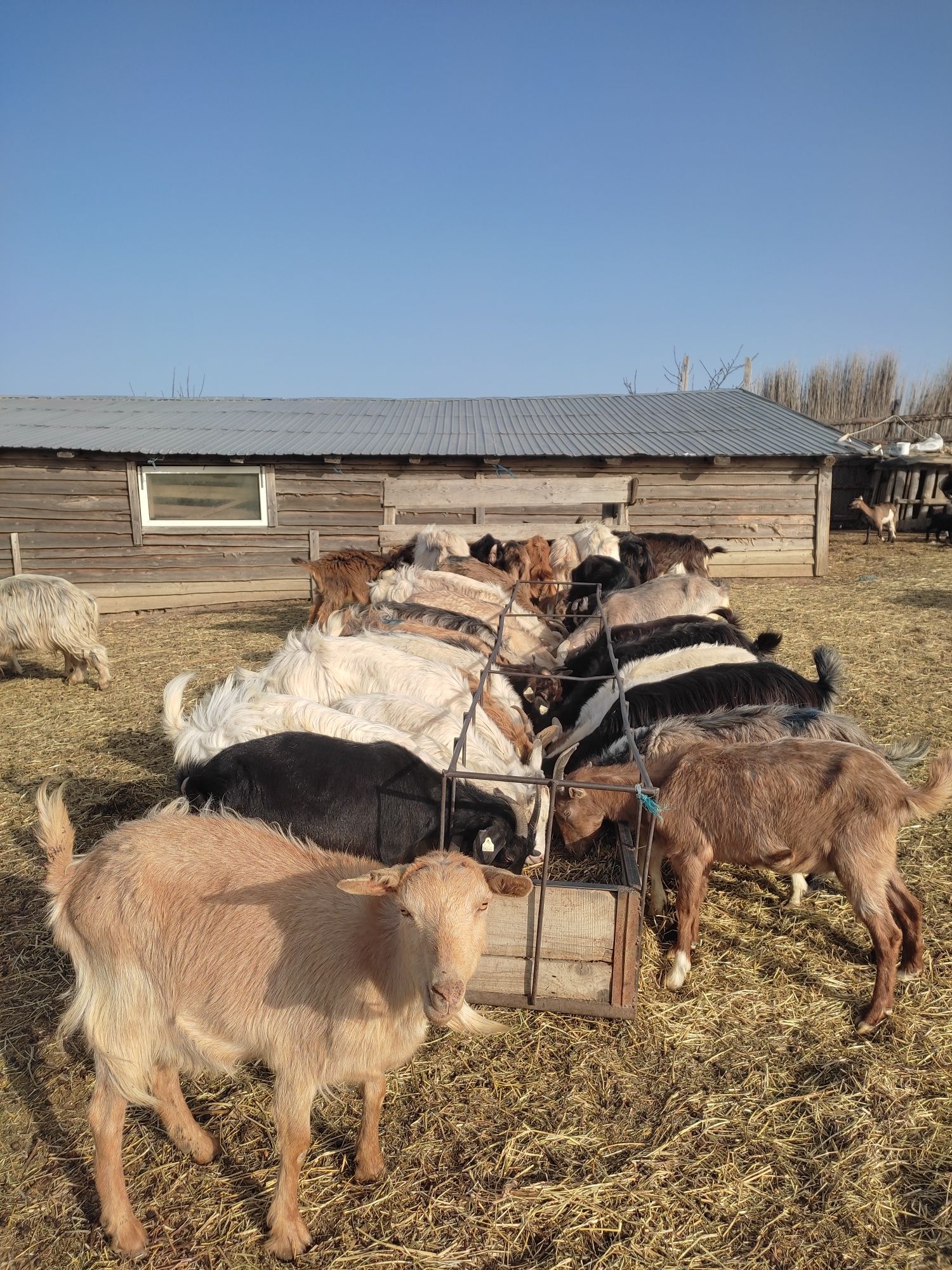 Vând capre și iezi