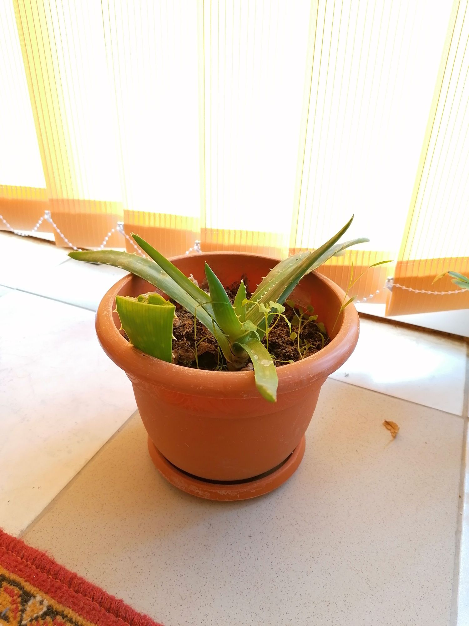 Planta Aloe Vera