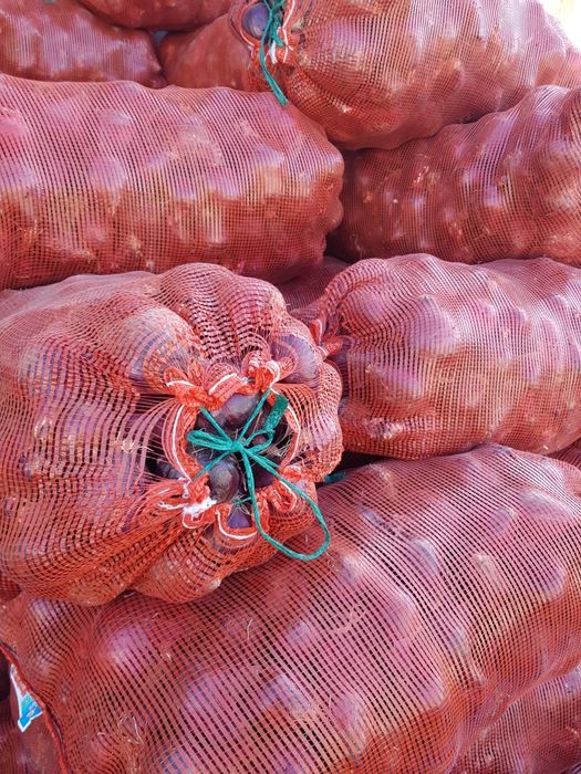 Продам красный лук