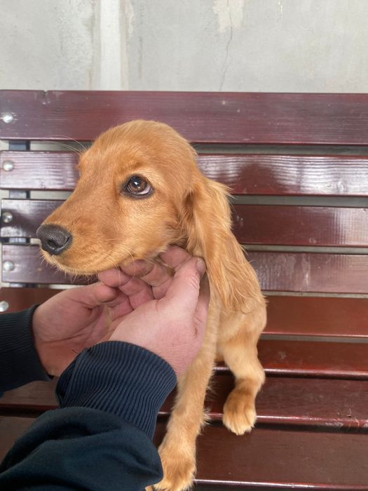 Cocker spaniel fetița