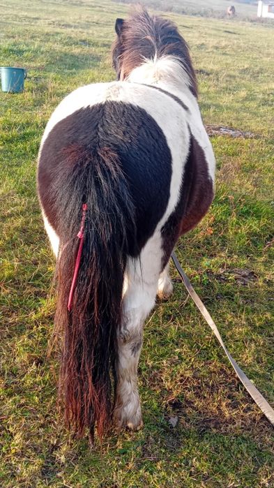 Vînd ponei de 2 ani