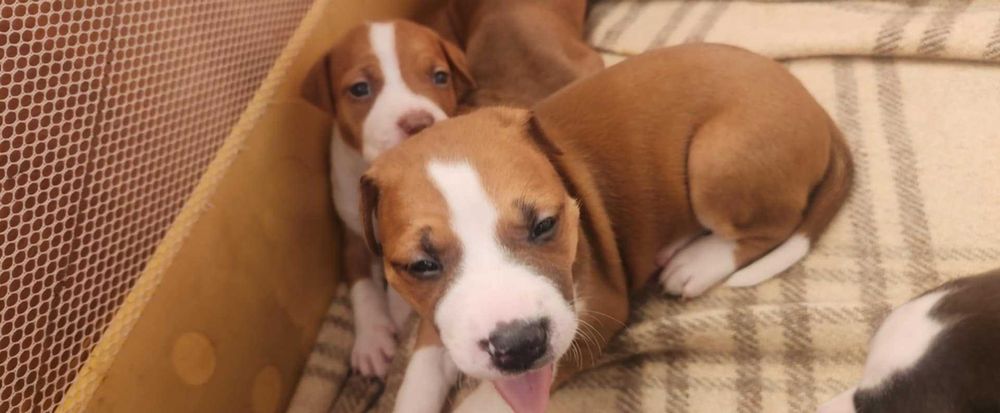 Американски питбул