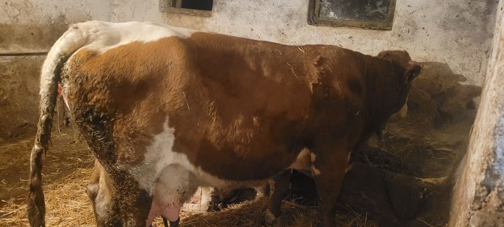 Vand doua vaci fatate recent