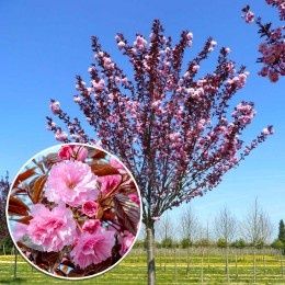 Cires japonez Pink perfection