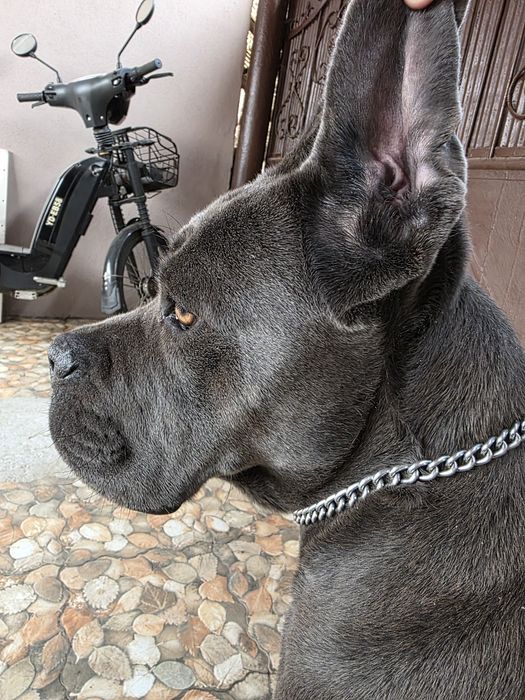Femela cane corso gri cu pedigree