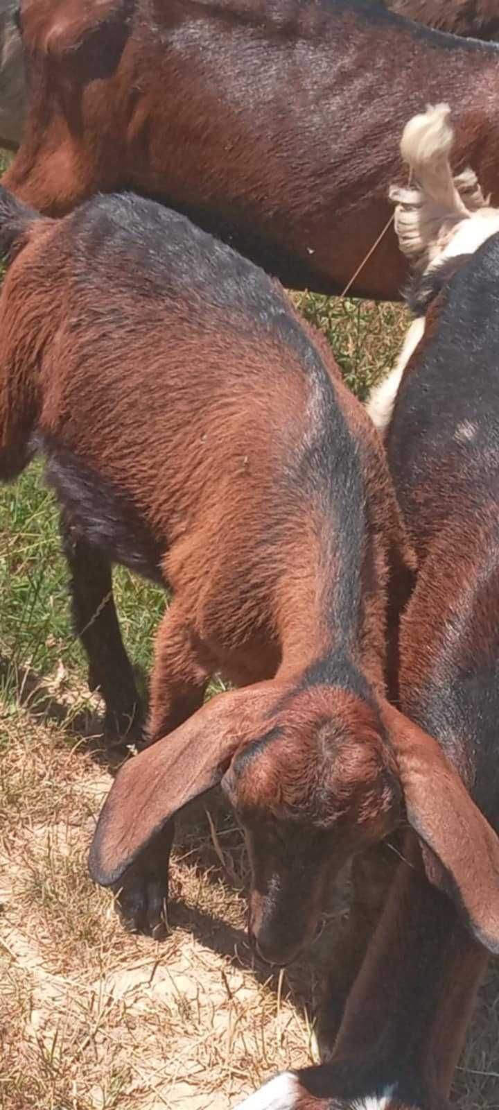 Vănd tapisori de 3 luni jumate frumoși din capre bune de lapte!