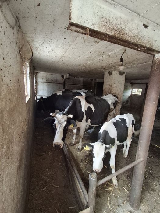 Vaci si juninci Holstein