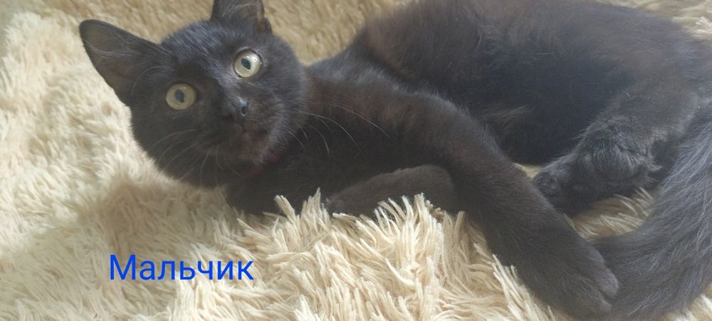 Отдам ласковых игривых котят