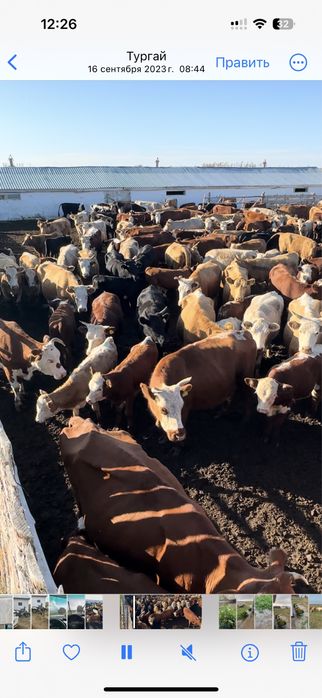 Продам бычки,коровы, телки