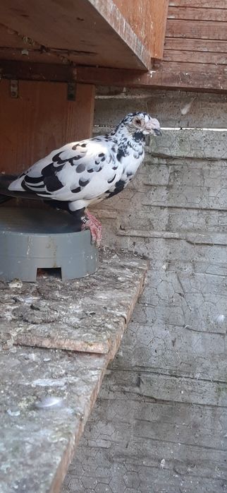 Porumbei duduros stil vechi