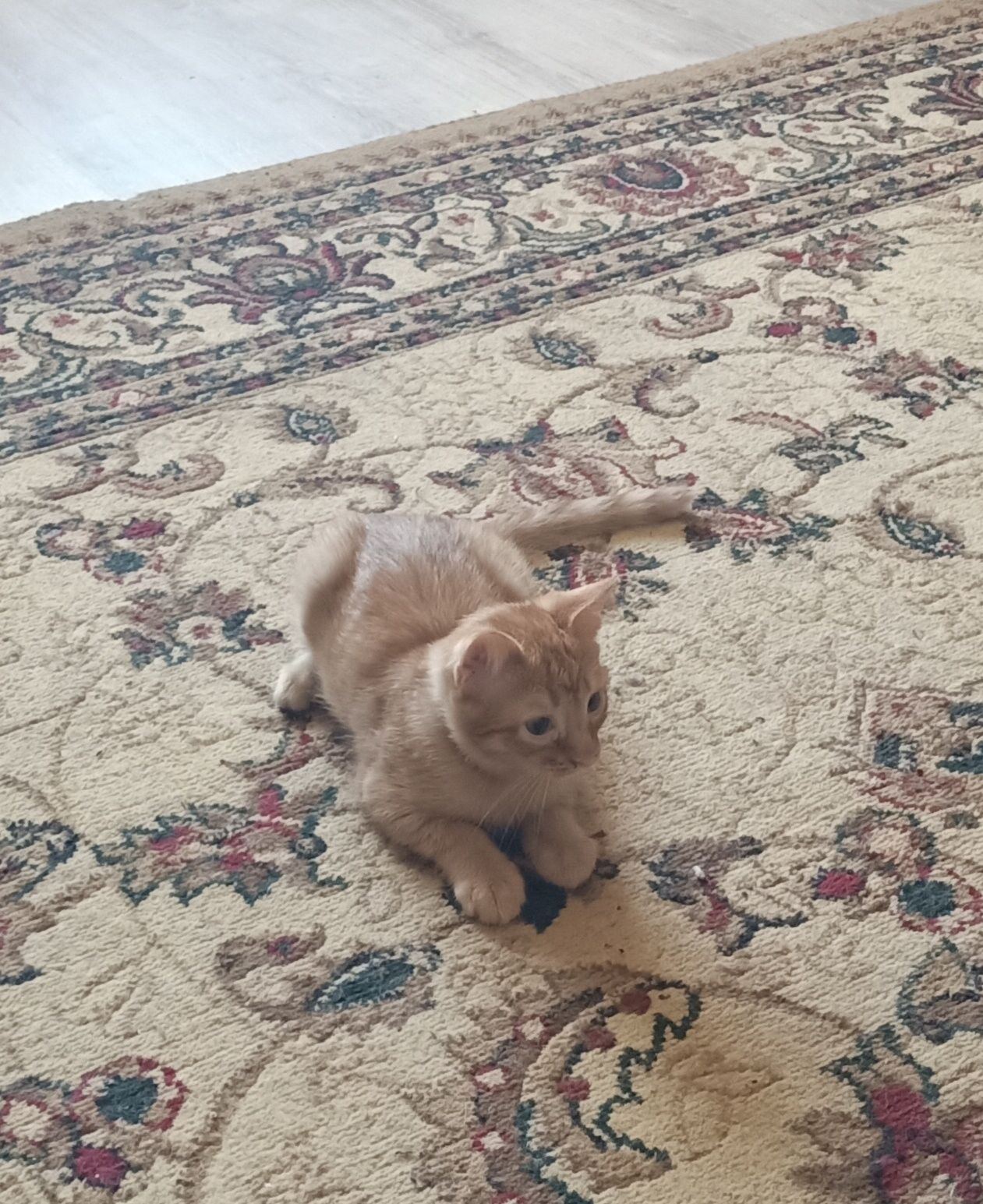 Котята, веселые друзья