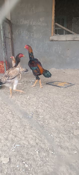 хуроз карис карис тавук шамо тавук сотилади тулакка утди 15ой