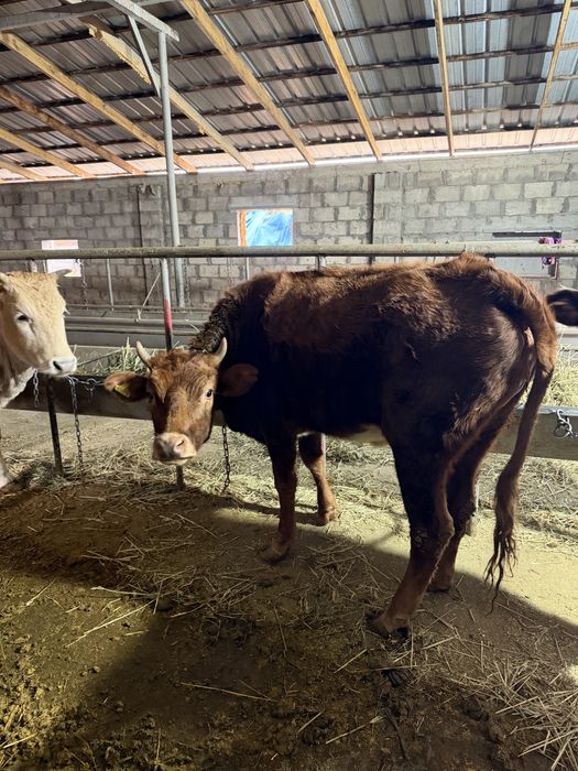 Продам тёлку с откорма