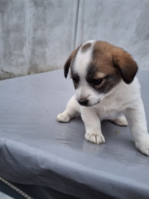 Donez/dau spre adopție cățelușă