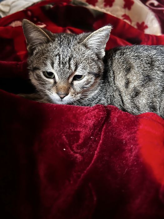 Котенок в добрые руки