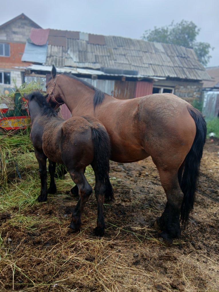 O iaptă de vanzare și o manză