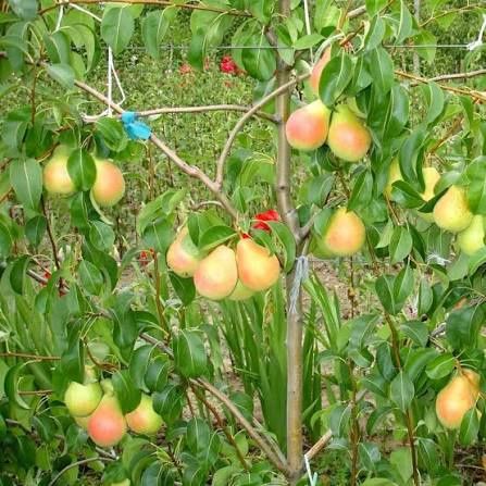 Pomi Pitici Dwarf ( PĂR )