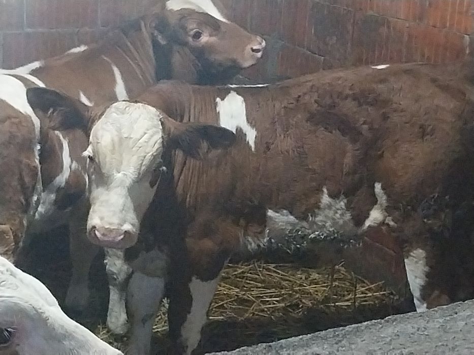 Vând trei taurasi baltat 3luni