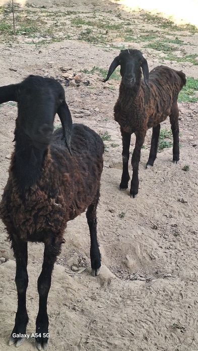 Жайдари кузилар келиштириб бераман