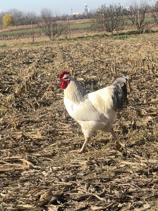 Cocosii cu mot si incaltati