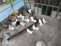 гълъби Старозагорски бели ,Ростовски жълти