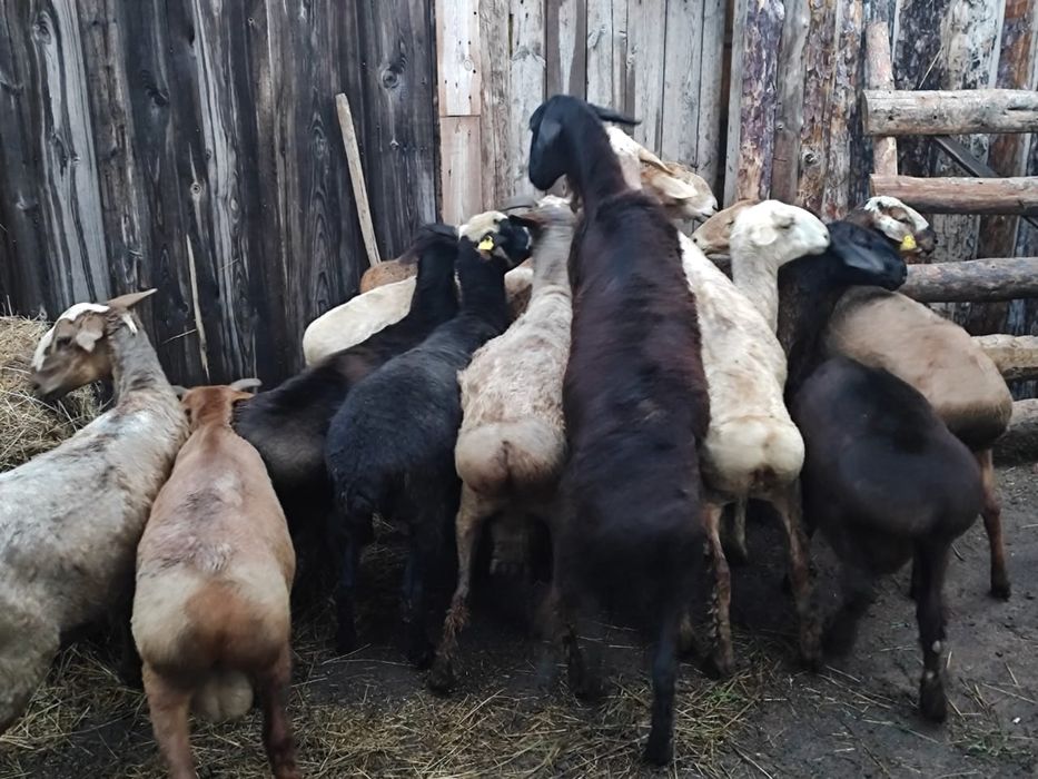 Продам баранов. Кой сатамыз