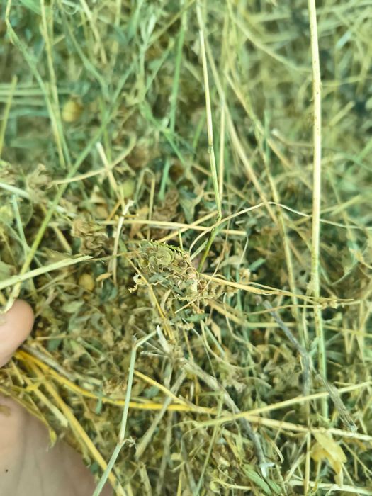 Vând baloți de Lucernă 2025