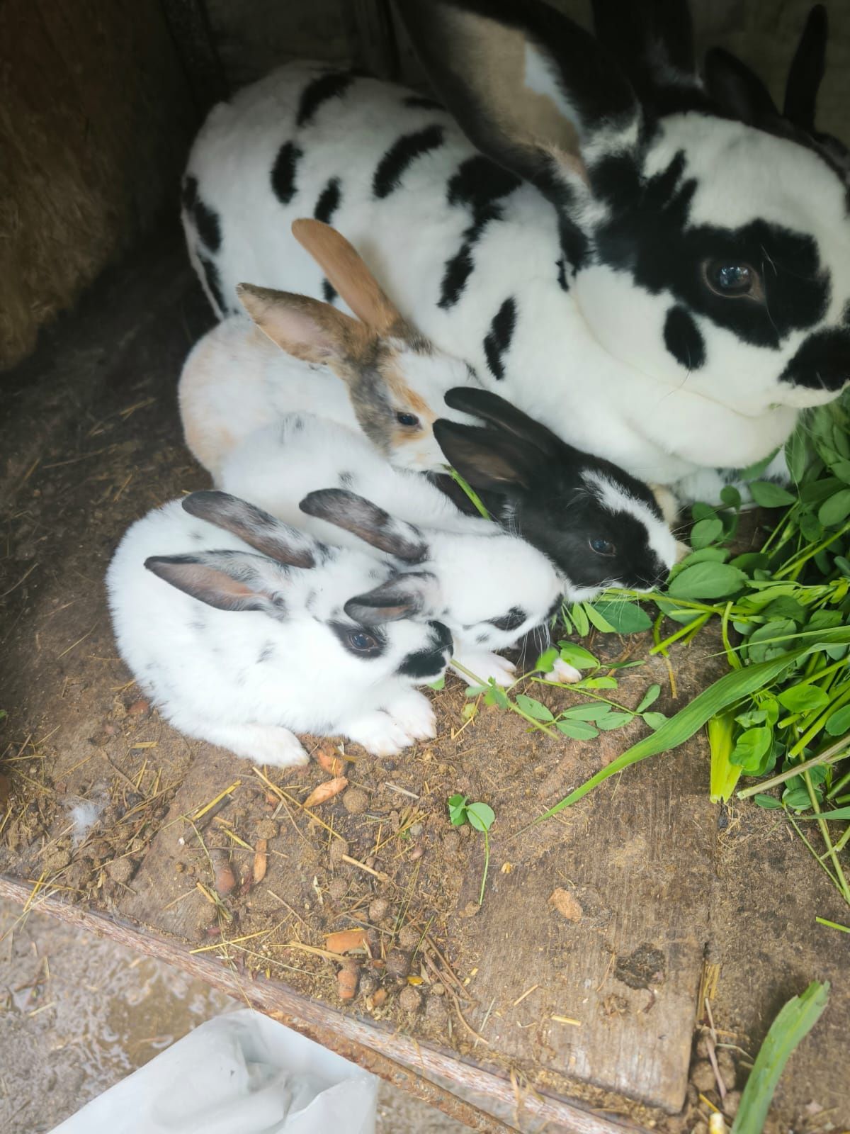 De vânzare iepurași din rasa Rex