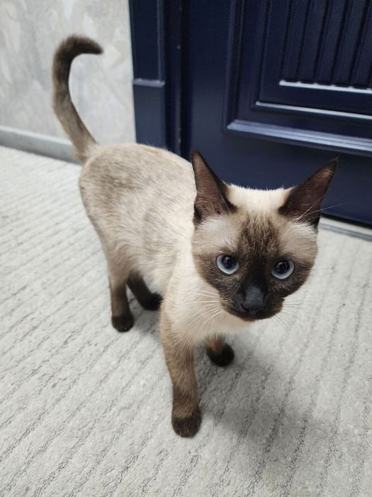 Сиамская кошка Барсик