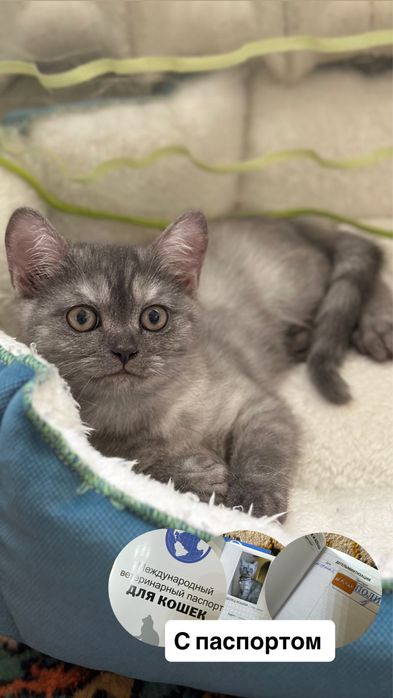 Чистакровная скотиш страйт с паспортом девочка