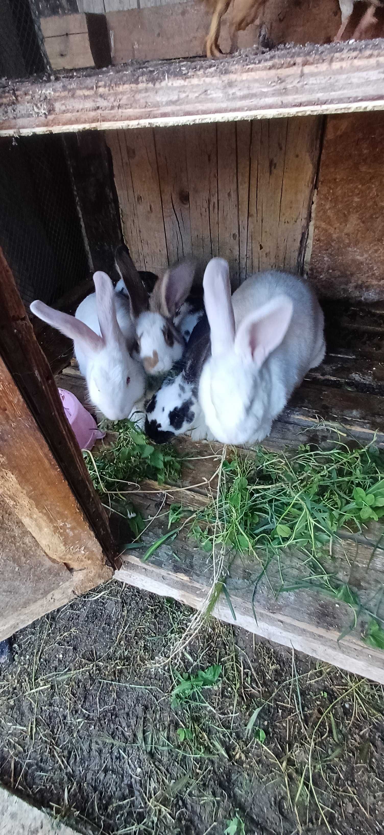 Продавам заици и гълъби