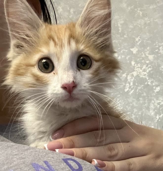Котенок в добрые  руки
