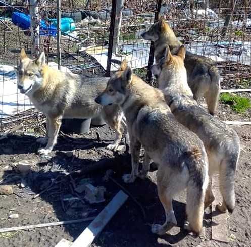 Чехословашки вълчак източно-европейска овчарка