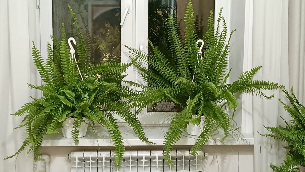 Продаются комнатные растенния