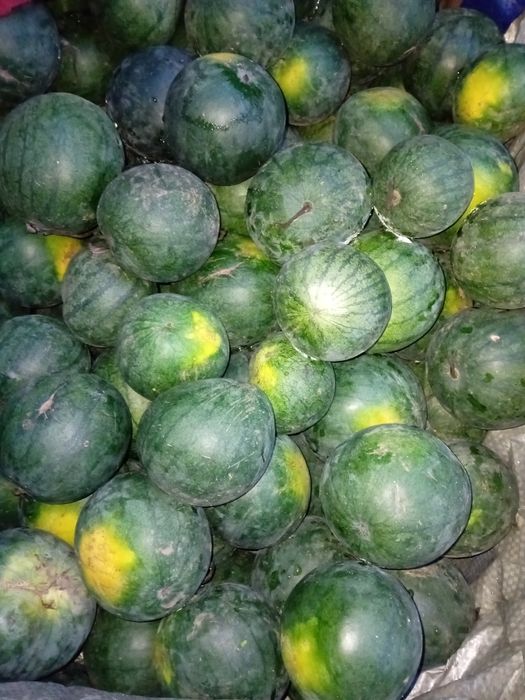 Pepeni Bio de murat la 2 RON kilogram pepeni Bio de murat la 2 RON kil