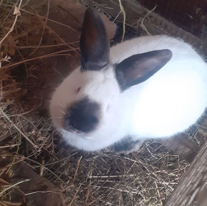 Kaliforniya zotli quyonlar.